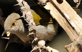 Grey-backed Camaroptera