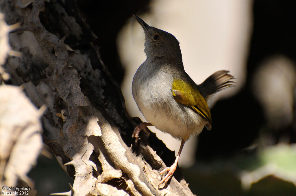 Grey-backed Camaroptera