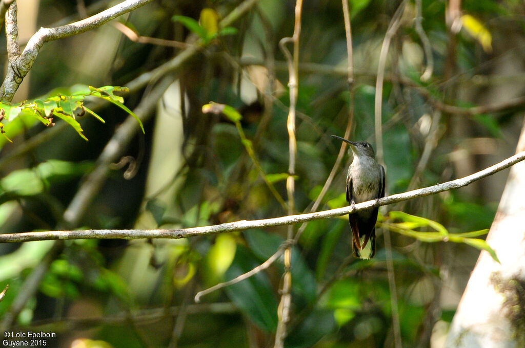 Grey-breasted Sabrewing