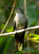 Grey-breasted Sabrewing