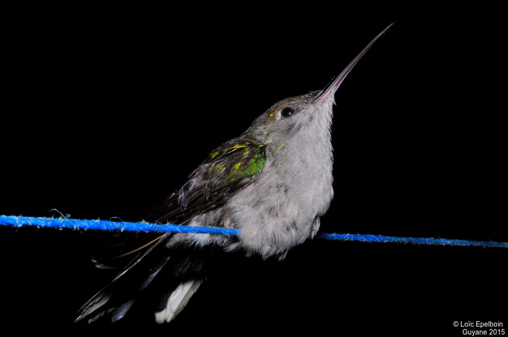 Grey-breasted Sabrewing