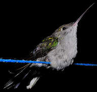 Grey-breasted Sabrewing