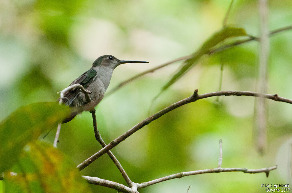 Campyloptère à ventre gris