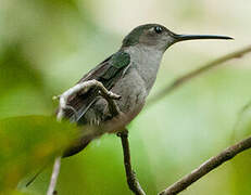 Grey-breasted Sabrewing