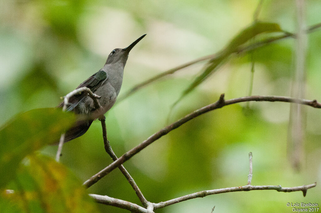 Grey-breasted Sabrewing
