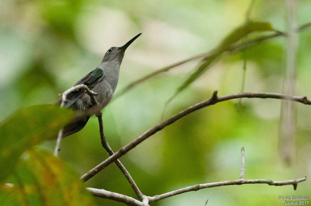 Campyloptère à ventre gris