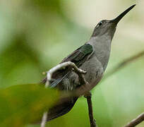 Grey-breasted Sabrewing