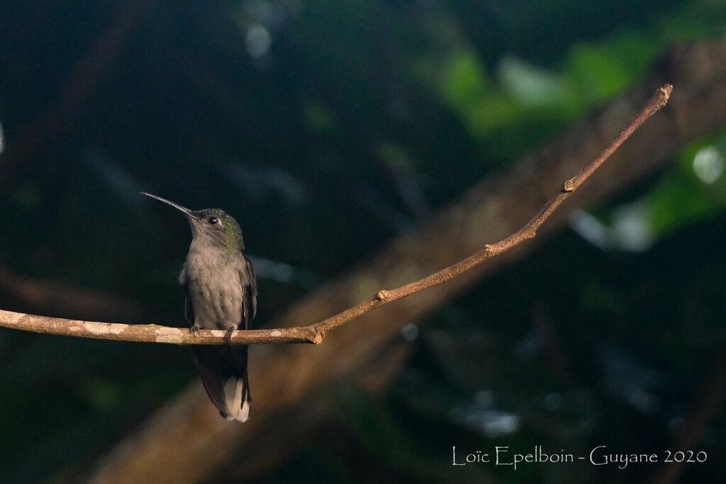 Grey-breasted Sabrewing