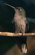 Grey-breasted Sabrewing