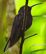 Violet Sabrewing