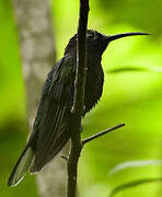 Violet Sabrewing