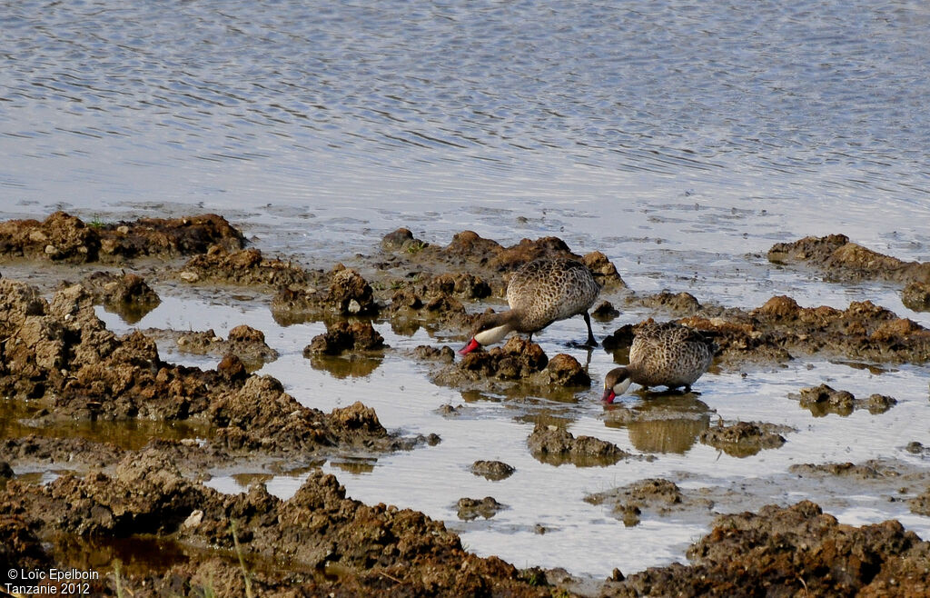 Canard à bec rouge