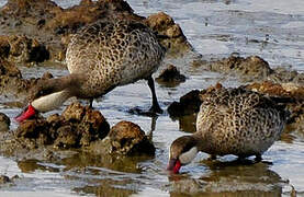 Red-billed Teal