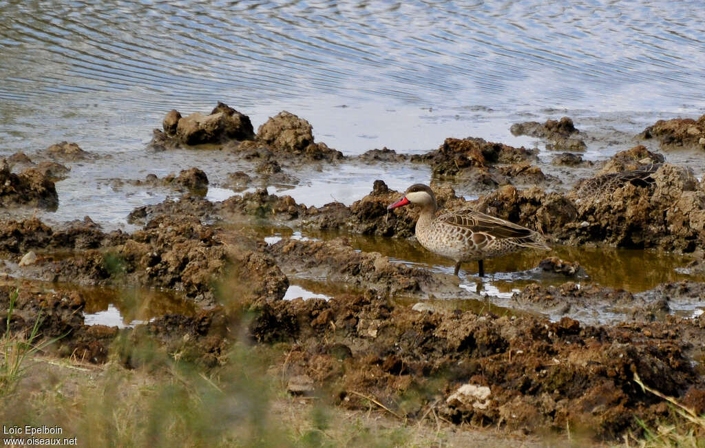 Canard à bec rougeadulte, habitat