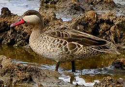 Canard à bec rouge