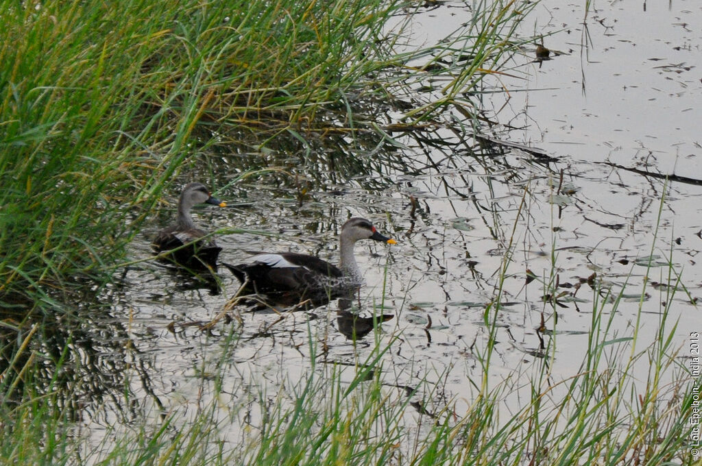 Canard à bec tacheté