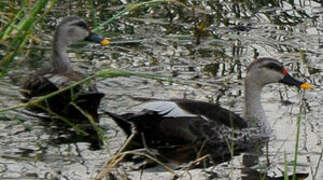 Indian Spot-billed Duck