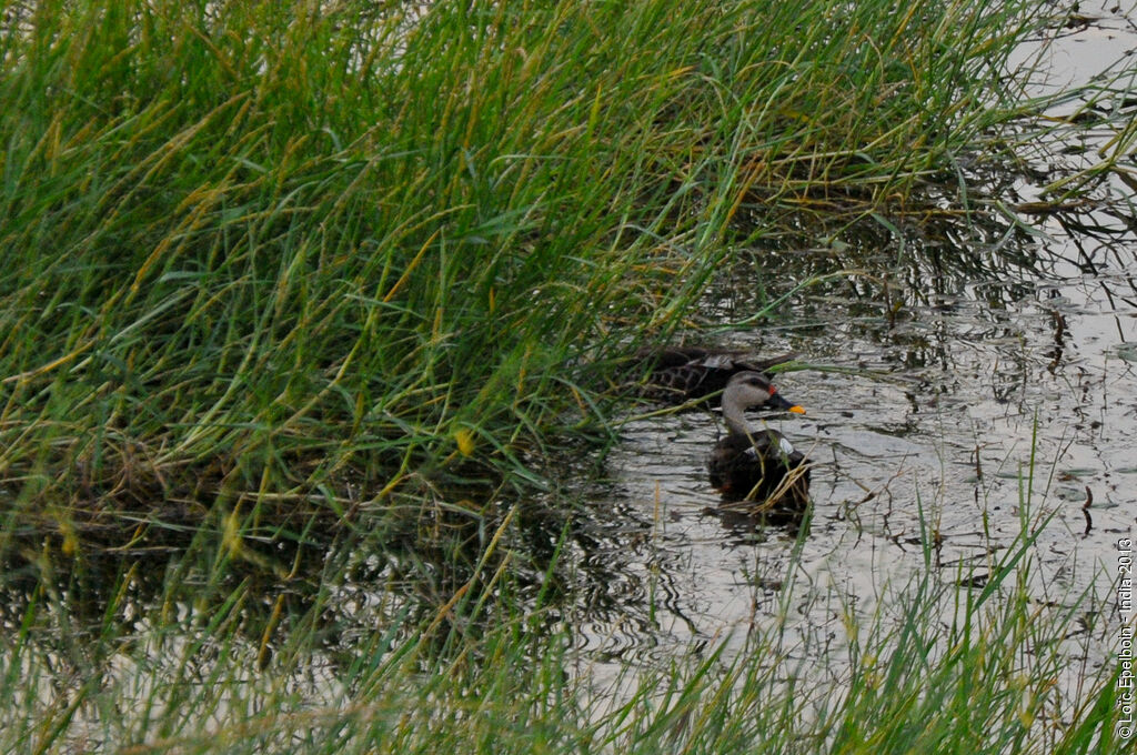 Canard à bec tacheté