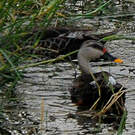 Canard à bec tacheté