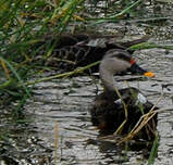 Canard à bec tacheté