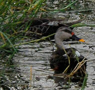 Indian Spot-billed Duck