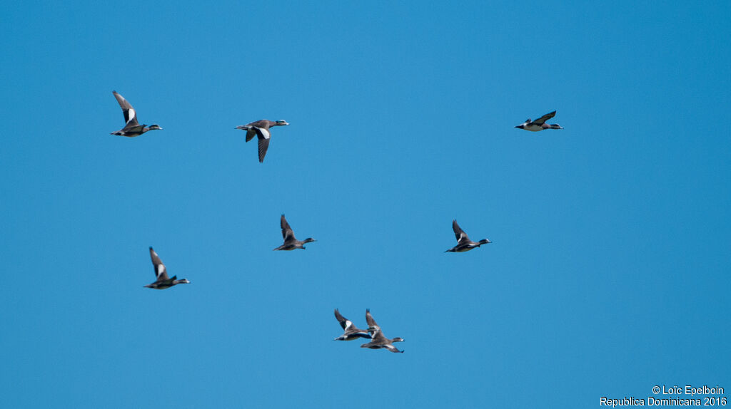 Canard à front blanc