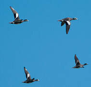 American Wigeon