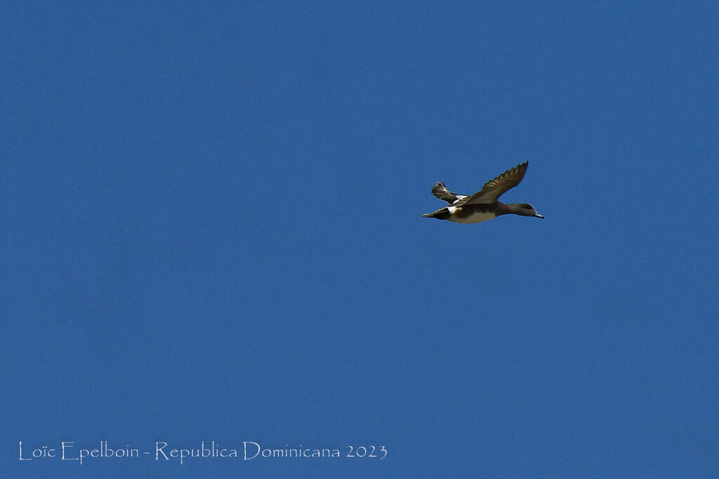 American Wigeon