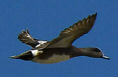 Canard à front blanc