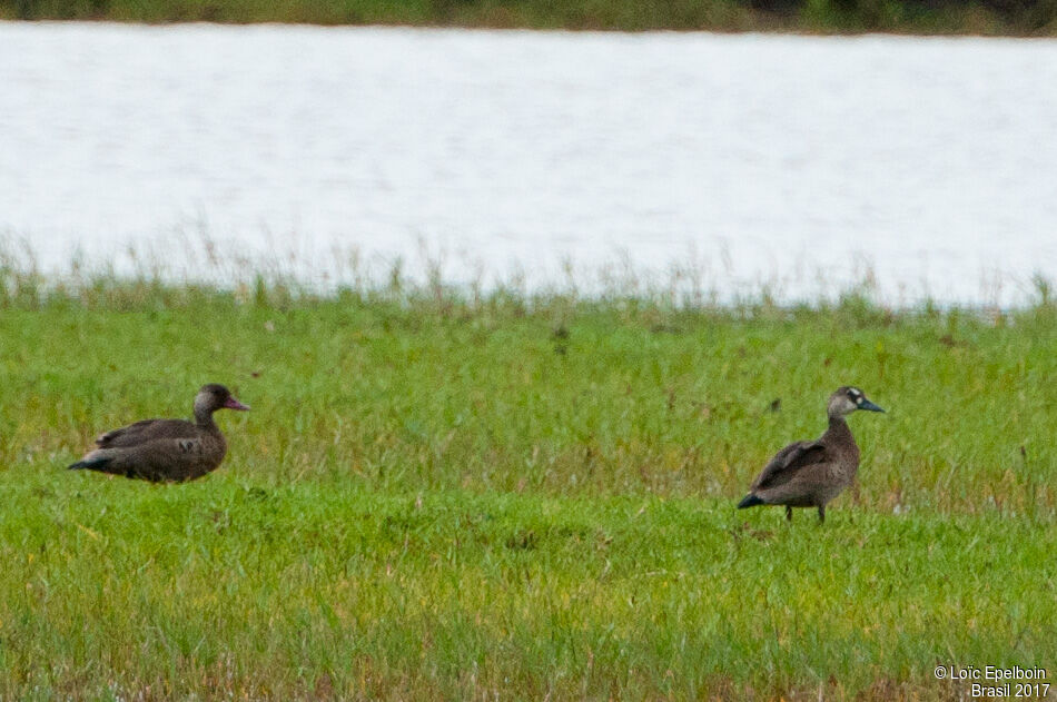 Brazilian Teal