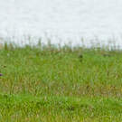 Canard amazonette