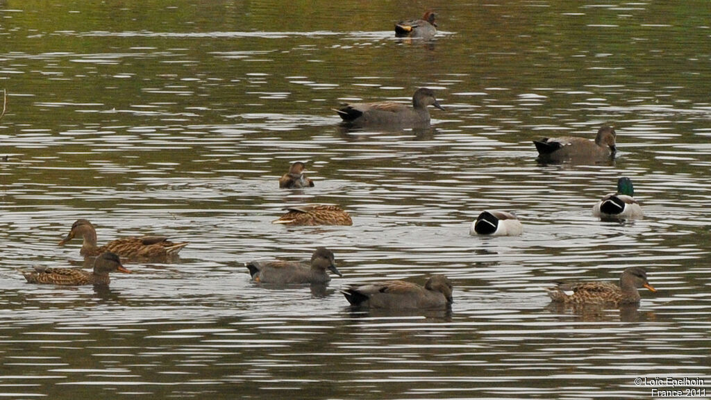 Canard chipeau