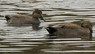 Canard chipeau