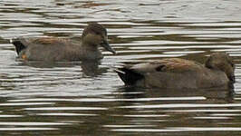 Canard chipeau