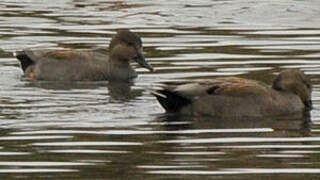 Gadwall