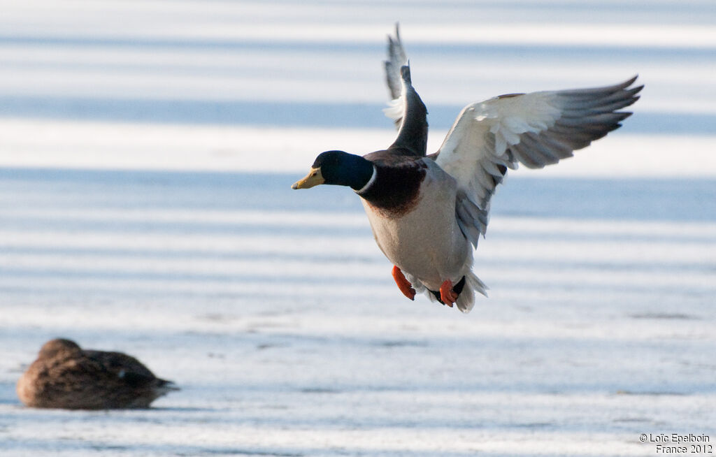 Canard colvert