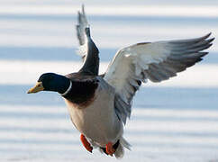 Canard colvert