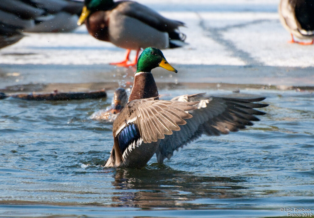 Canard colvert