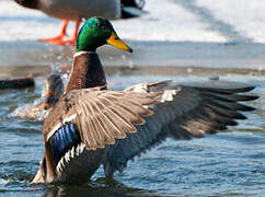 Canard colvert