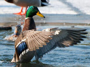 Canard colvert