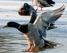 Canard colvert