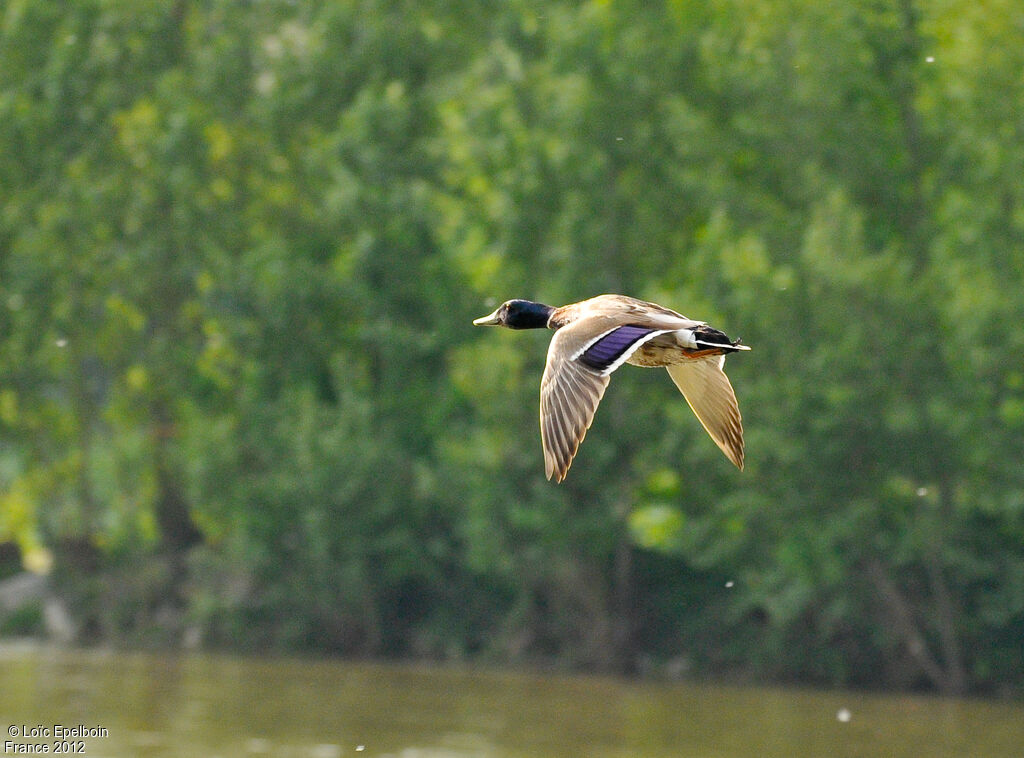 Canard colvert