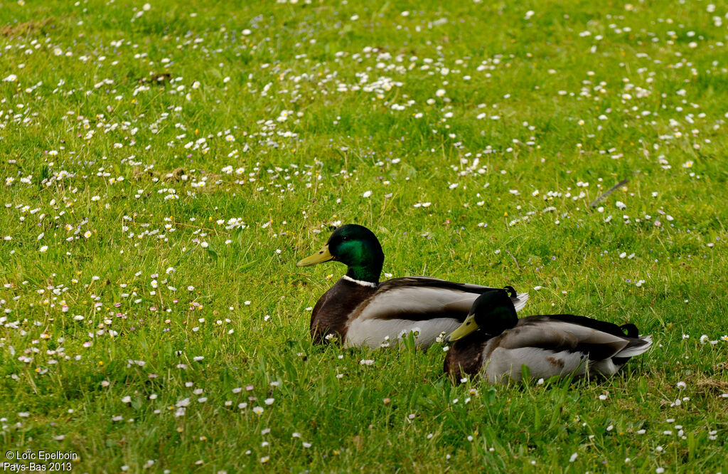 Canard colvert