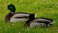 Canard colvert