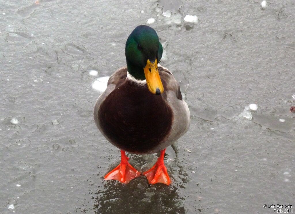 Canard colvert