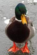 Mallard