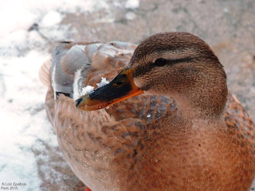 Canard colvert