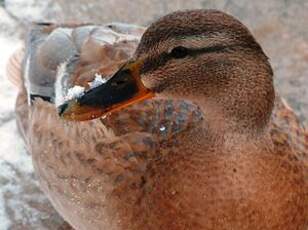 Canard colvert