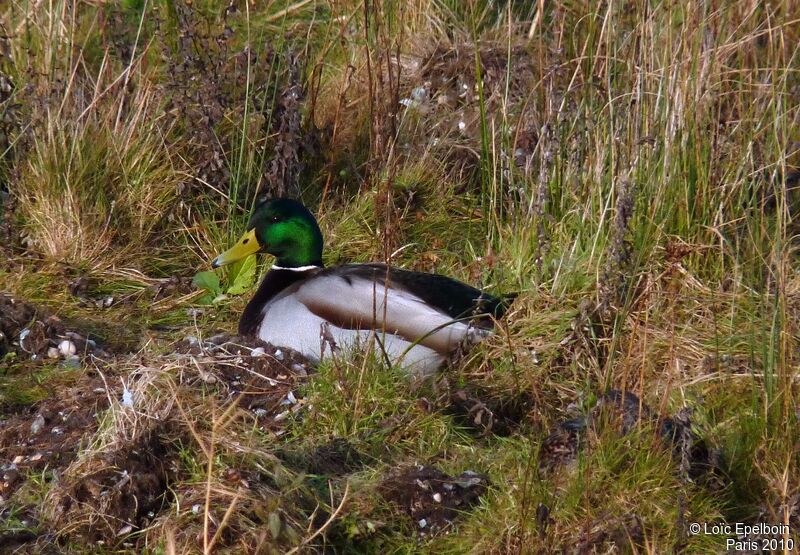 Canard colvert