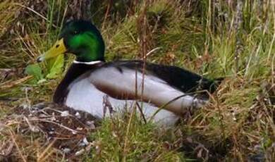 Canard colvert